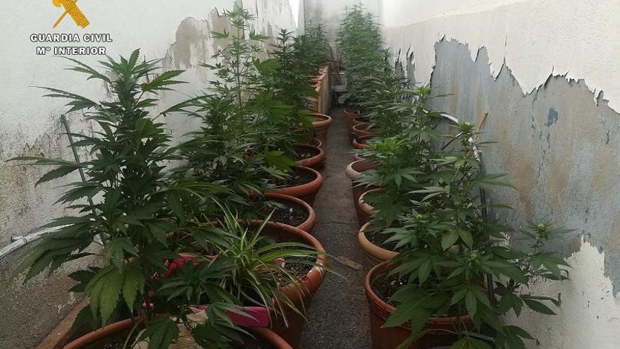 Desmantelada una plantación de marihuana en La Rambla