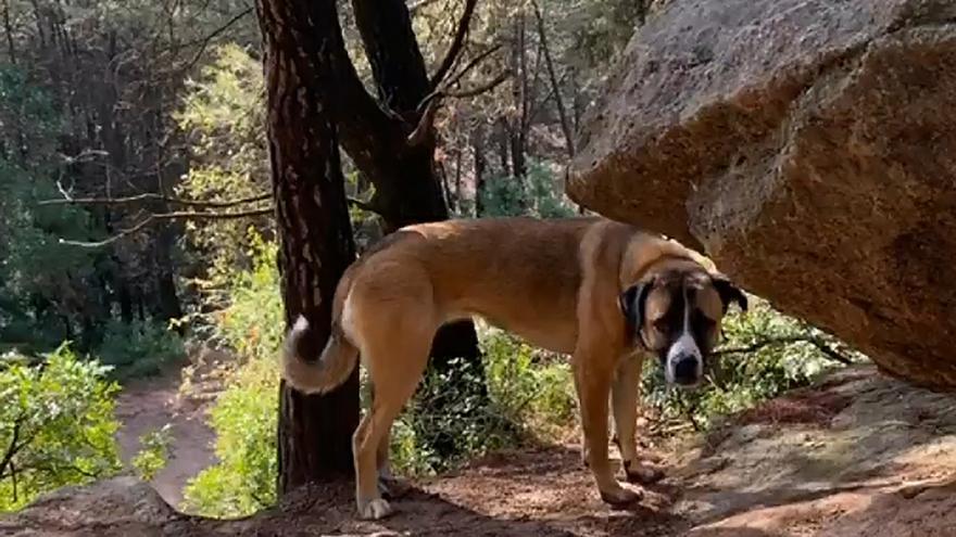 Es busca la Gualta, una gossa perduda a Castellnou de Bages