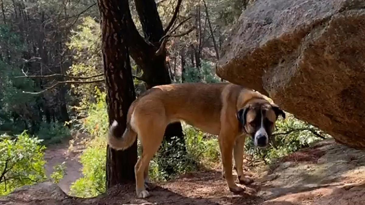 La gossa perduda, la Gualta