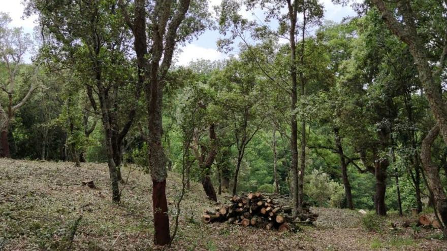 Neteja del perímetre de bosc contra focs forestals