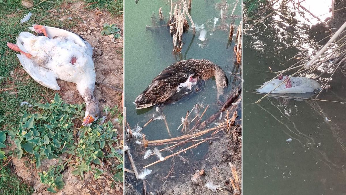 El Ministerio confirma dos brotes de gripe aviar en Sevilla y otro en una granja de Huelva