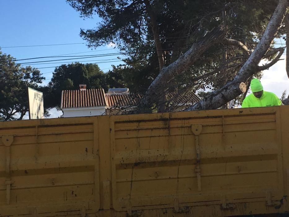 Un árbol gigante se ha caído en la N-340.