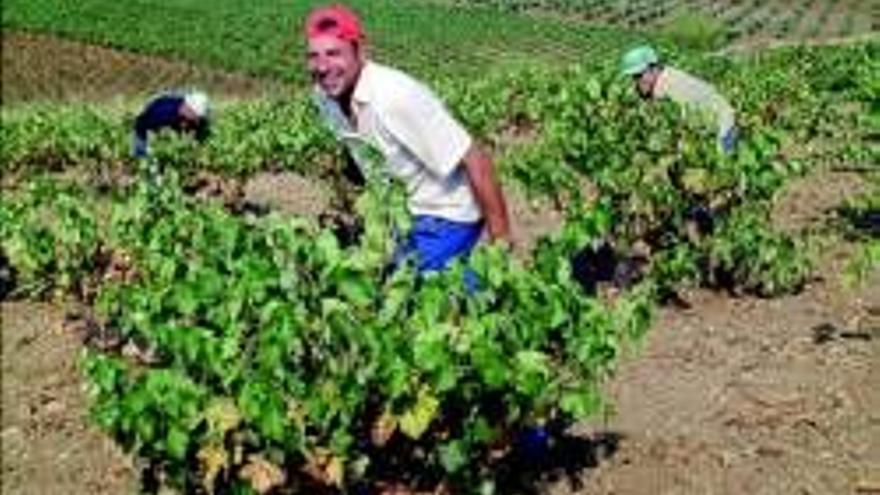 Coag cifra en 70 millones las pérdidas en el sector del vino