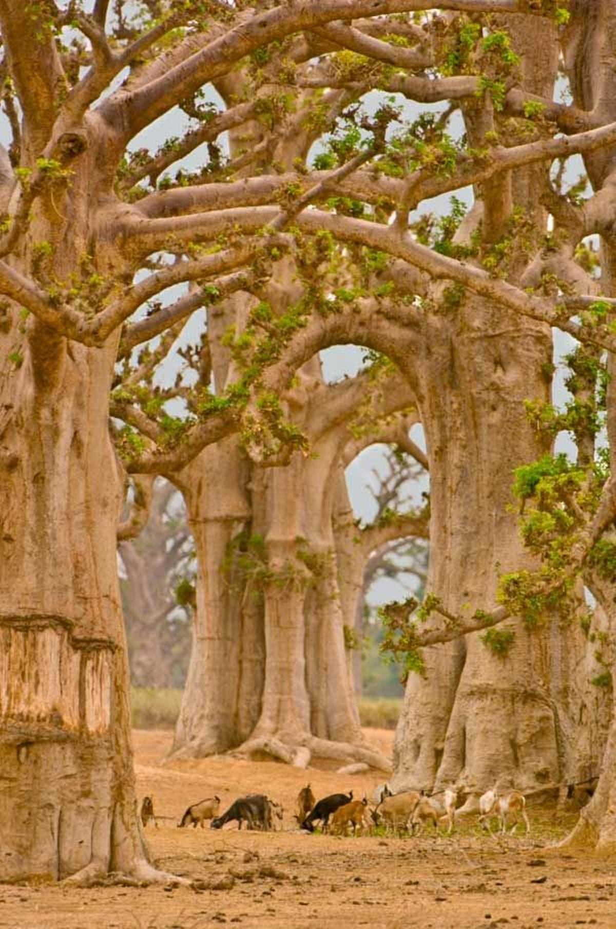 Conjunto de baobabs en la Reserva Natural Bandia.