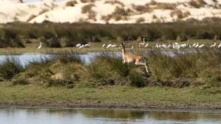La Unesco insiste en su "preocupación" por Doñana y alarman ante el "imparable deterioro"