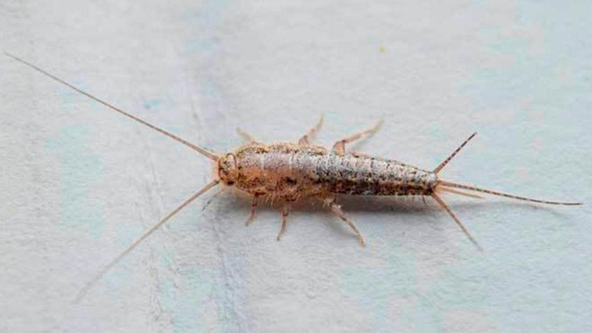 El sencillo remedio para acabar con los insectos de humedad en nuestra casa