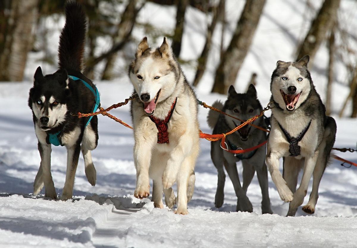 Perros de trineo.