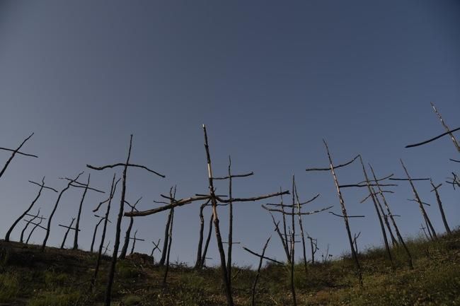 El bosc de les creus d'Òdena