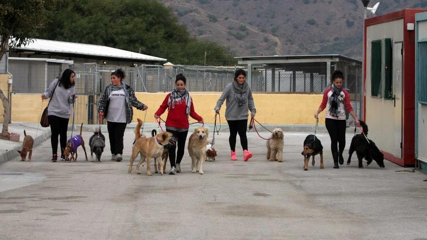 Voluntarias de la protectora sacan a los perros de sus cheniles para dar una vuelta por el recinto