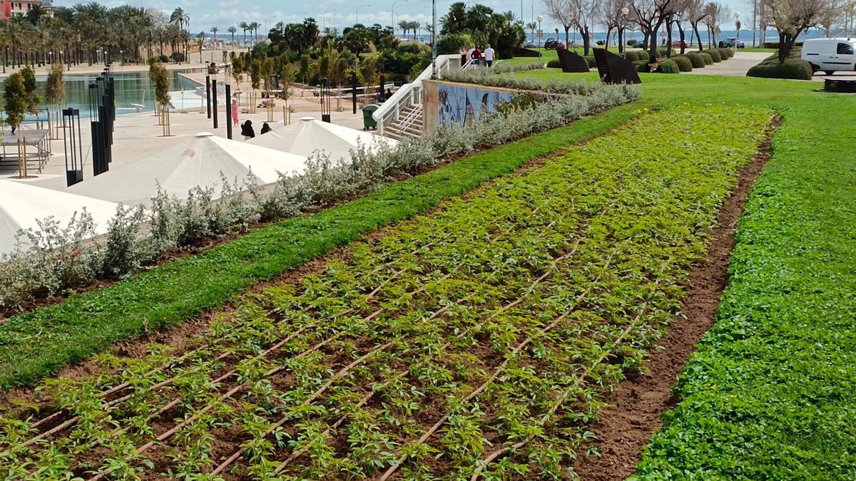 Una de las plantaciones realizadas en el Parc de la Mar.