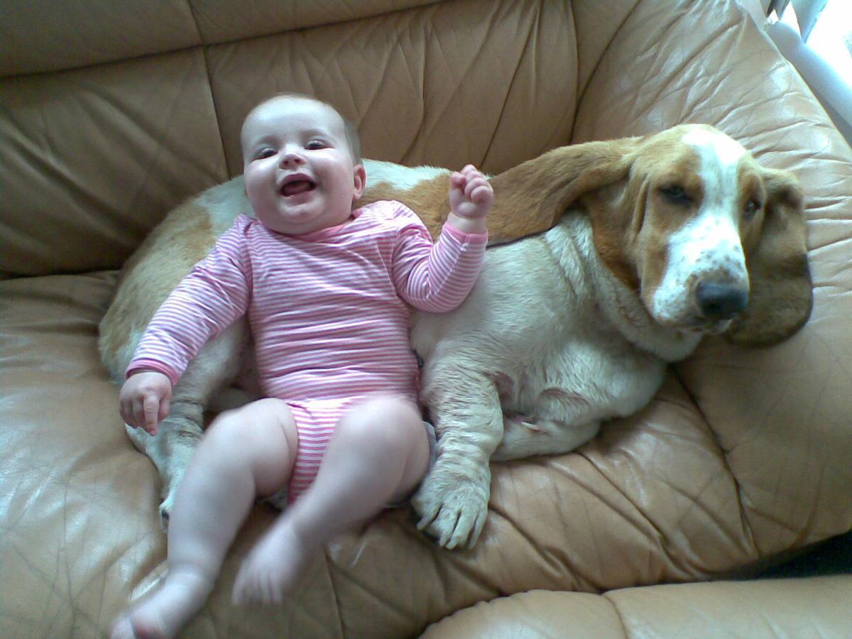 Ejemplar de basset hound con un bebé.