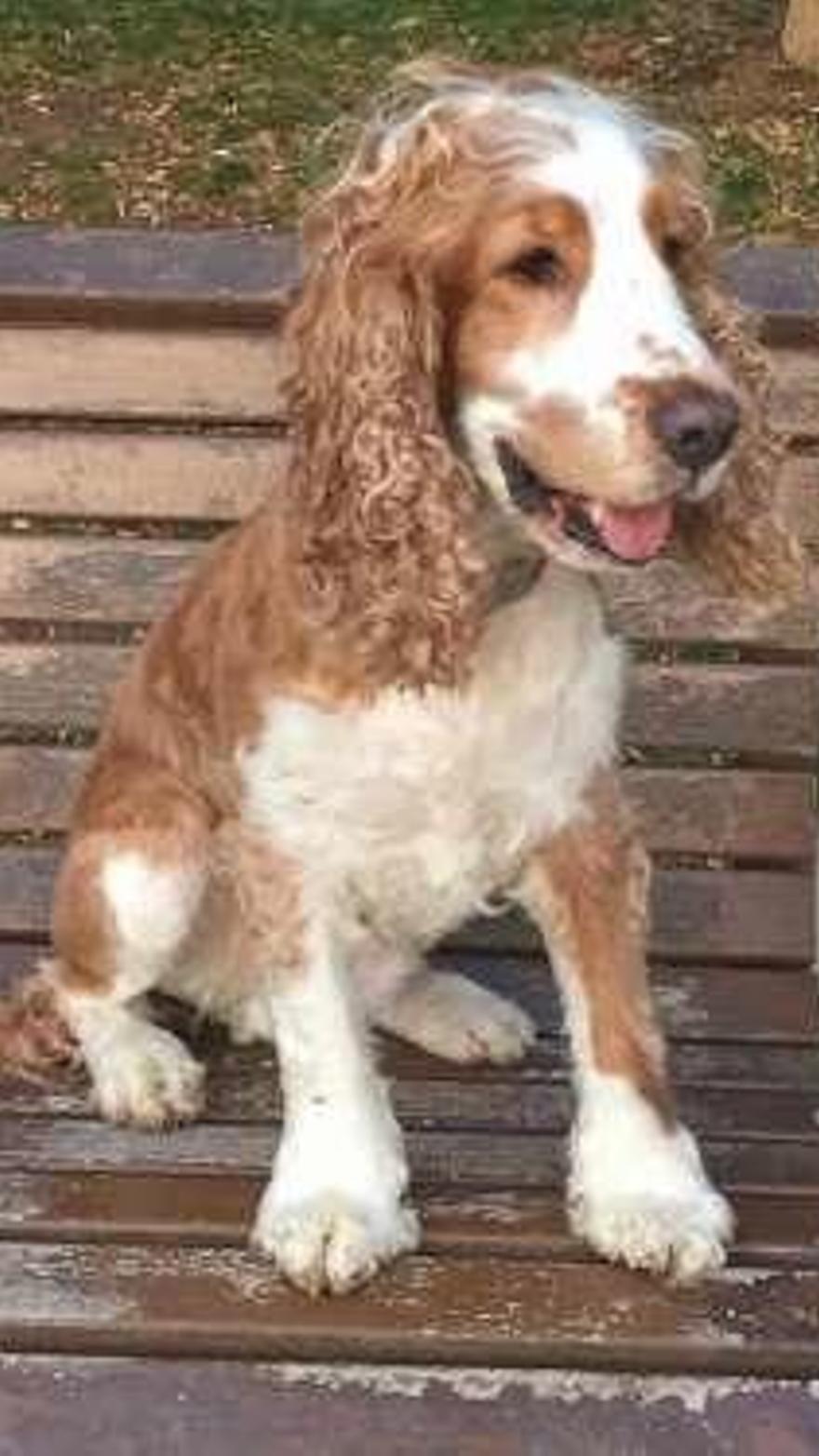 Batidas por Cangas de Onís para hallar al perro "Juan", que se perdió