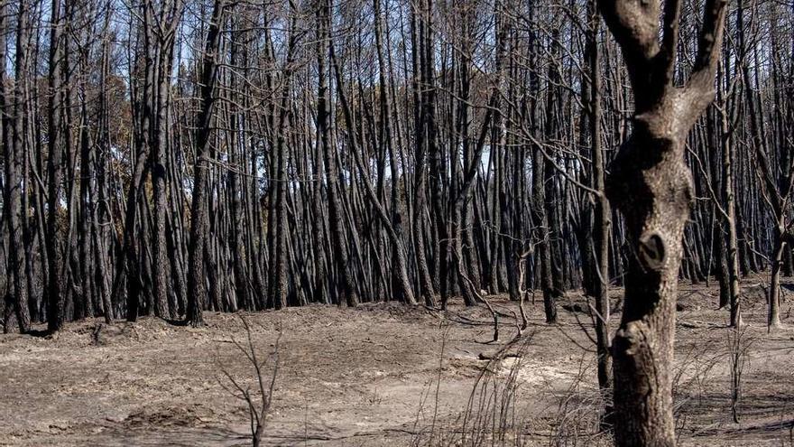 Uno de los bosques arrasadoss por el fuego en el incendio de Vilamaior . // Brais Lorenzo
