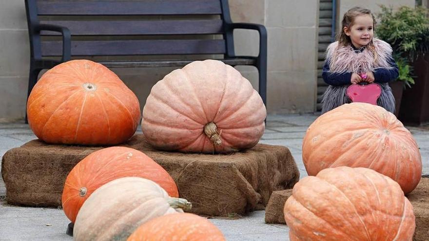 Las calabazas, a concurso en el Botánico