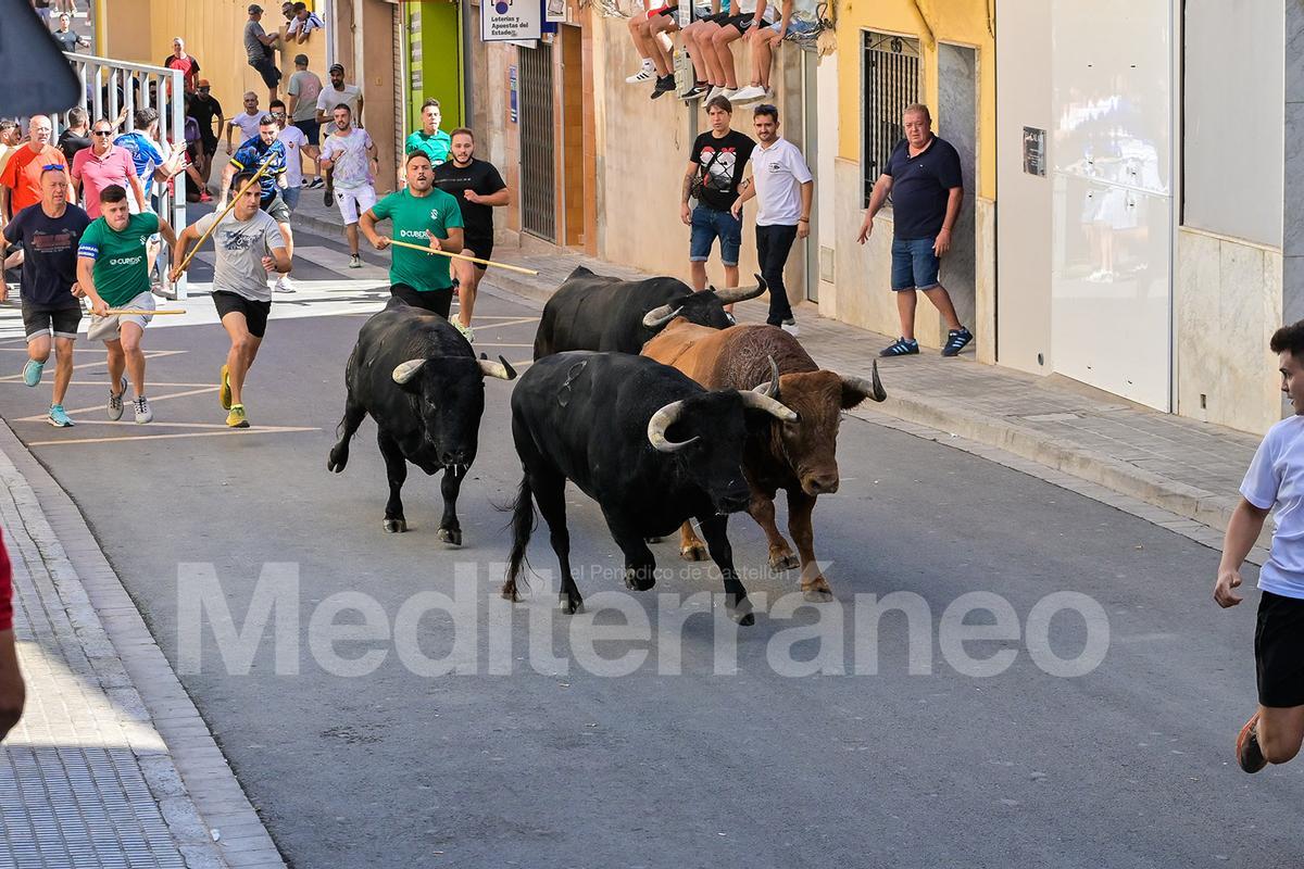 Bous a l'Alcora 2025