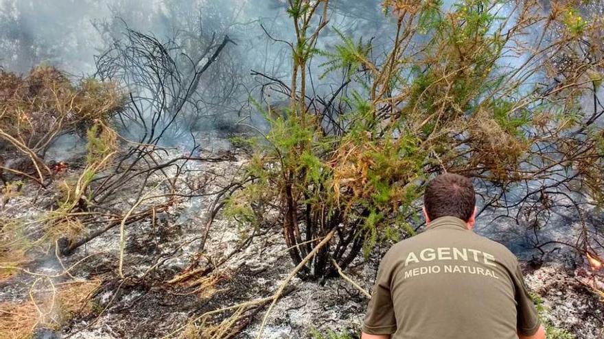 Un agente de Medio Natural busca indicios sobre el inicio del incendio de Piñera de Barredos, en Tineo.