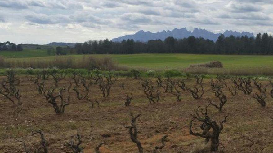 Una vinya al pla de Bages