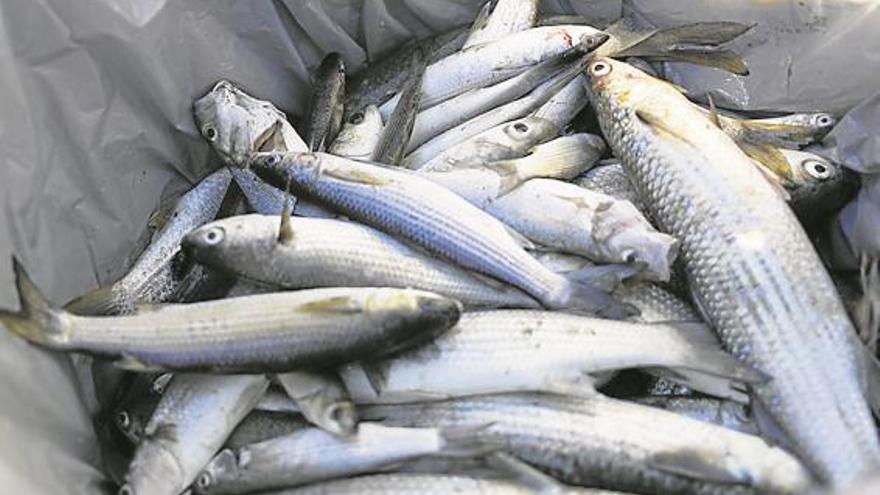 Hallados cientos de peces muertos en la acequia de la Travessera