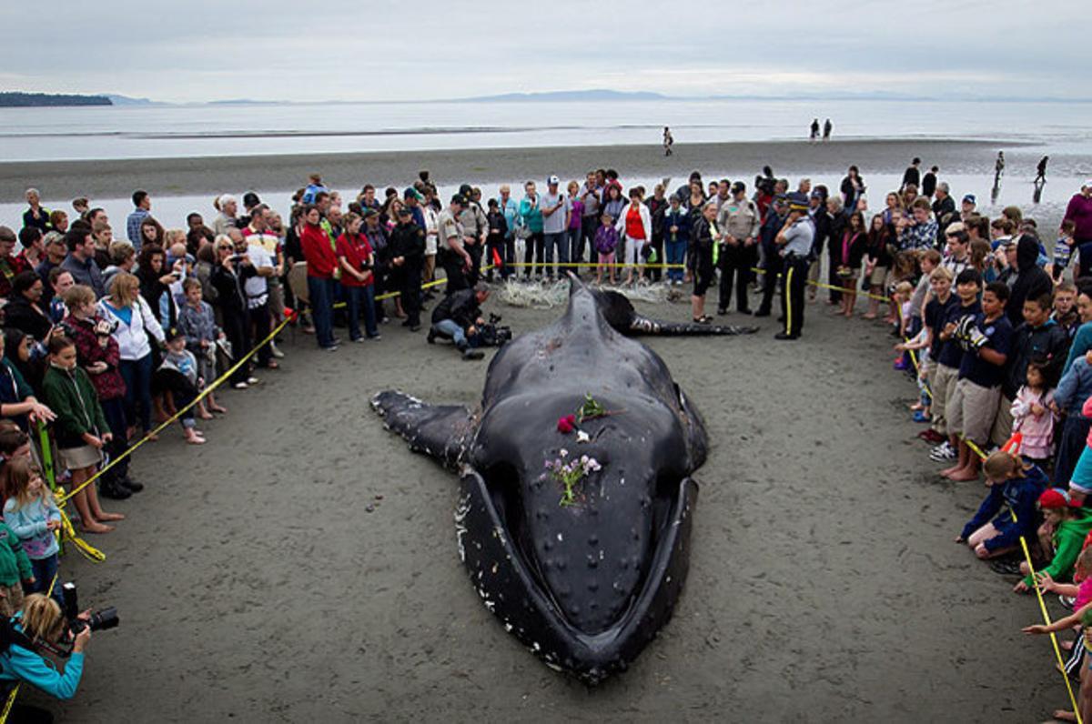 Una balena geperuda encallada en una platja de White Rock, Colúmbia Britànica (Canadà).