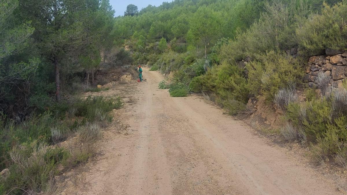 Ya se están realizando los trabajos de prevención de incendios en el camino La Rosa de Segorbe.