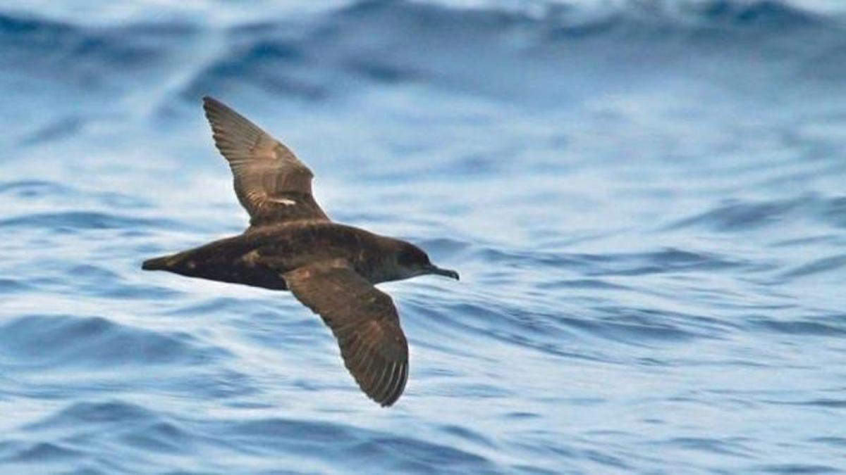 Un ‘virot’ sobrevuela las aguas de Formentera.