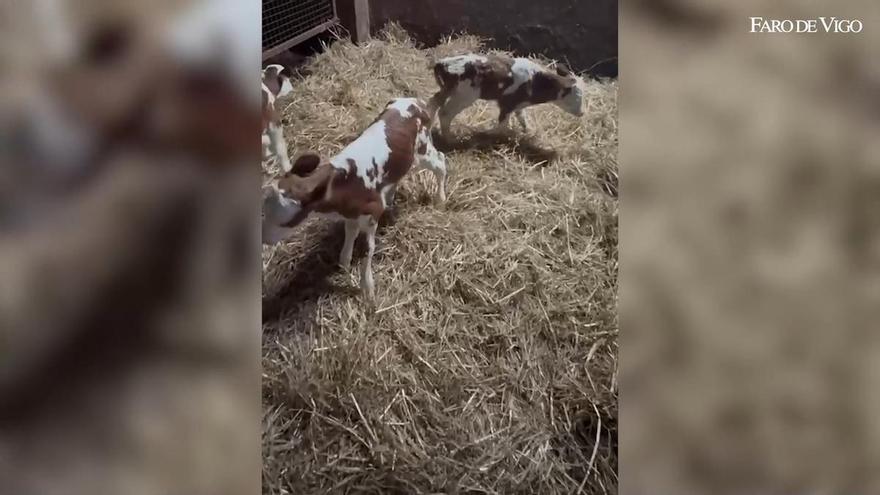 Chula hace honor a su nombre y pare sola tres terneros