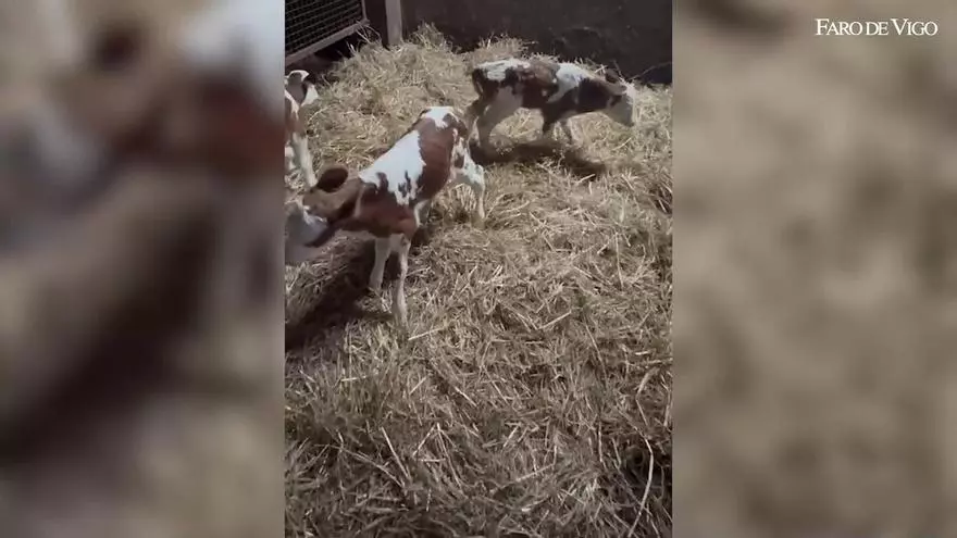 Chula pare tres terneros en la parroquia lalinense de A Xesta