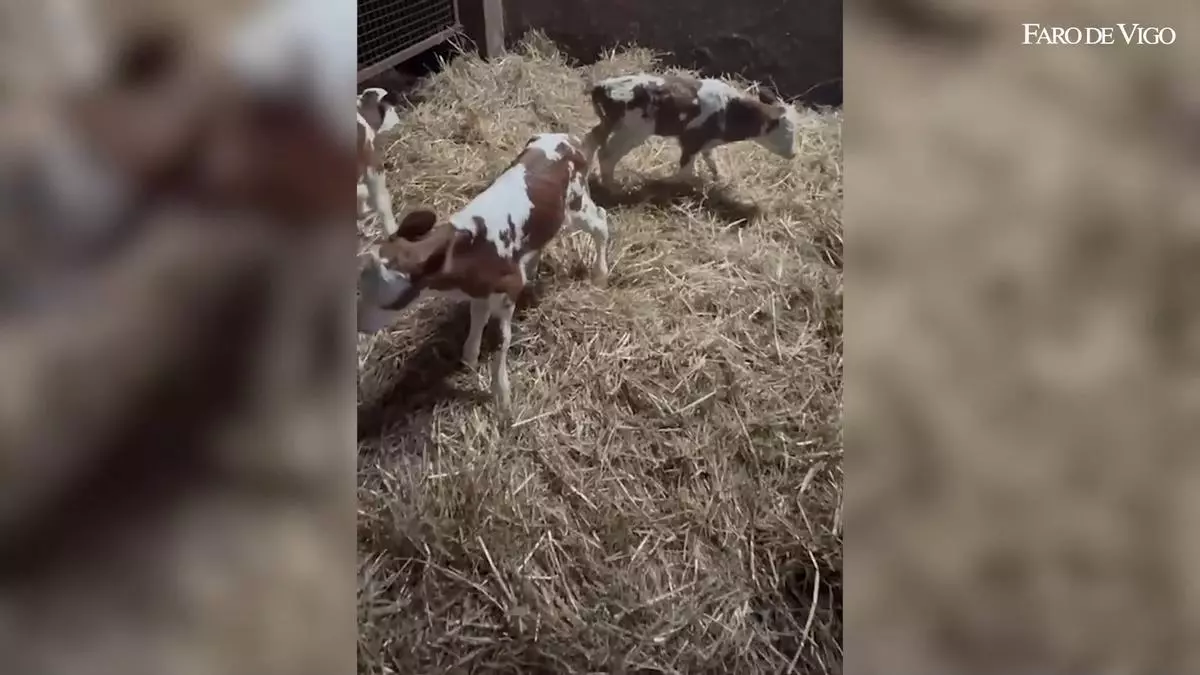 Chula hace honor a su nombre y pare sola tres terneros en Lalín