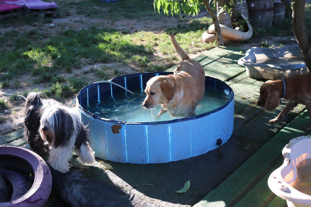 Comodidades para los perros en la época de calor, como piscinas con agua.