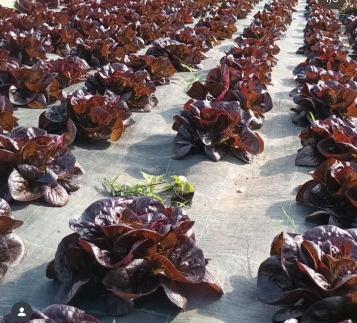 La Finca de los Cuervos cuenta con 14 invernaderos