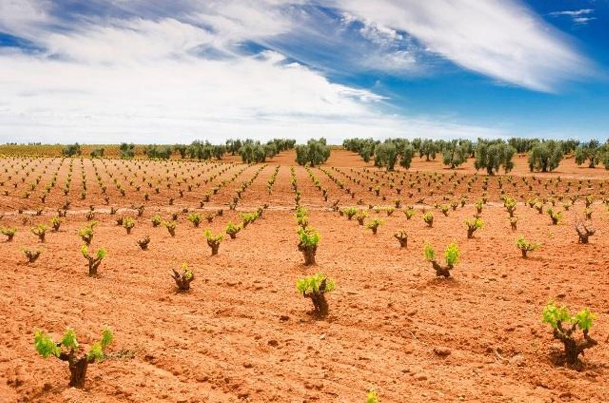 Extremadura podrá plantar 272,4 nuevas hectáreas de viñedo este año