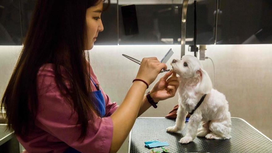Un perro se somete a un tratamiento de belleza en Hong Kong