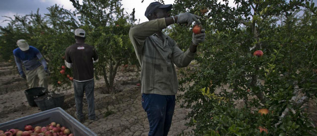 Jornaleros en una explotación agrícola de la provincia.