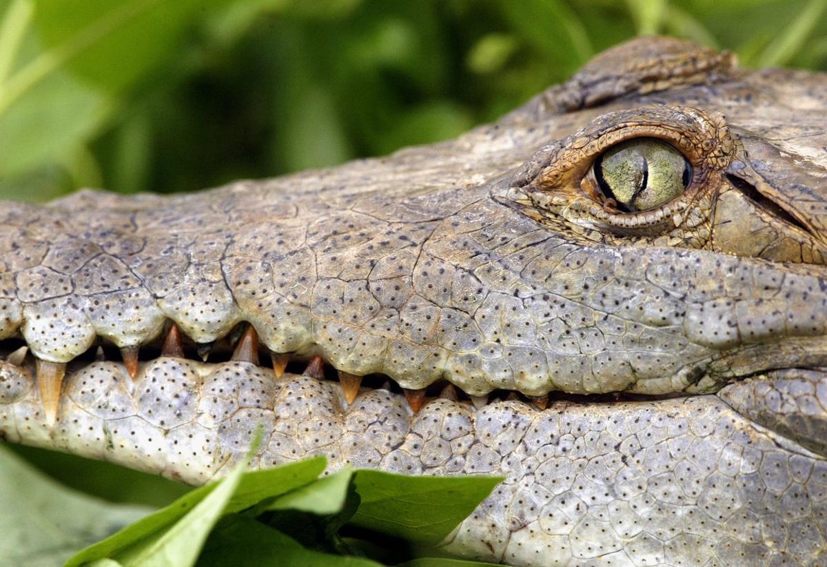 An Orinoco Crocodile (Crocodylus intermedius) is set free at the biological reservation of Hato El Frio in Venezuela’s western state of Apure, 470 miles from Caracas, May 22, 2003. More than 130 born-in-captivity crocodiles between one and two-years-old were released into their natural environment as part of a preservation centre. The Orinoco Crocodile is one of South America’s largest predators and one of the world’s ten most endangered species. REUTERS/Jorge Silva