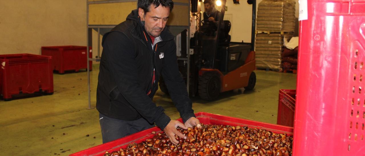 Cargando castañas en la planta.