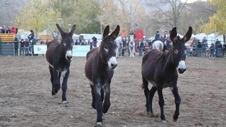 La Fira de Sant Martirià de Banyoles fa 40 edicions amb més concursos i exhibicions