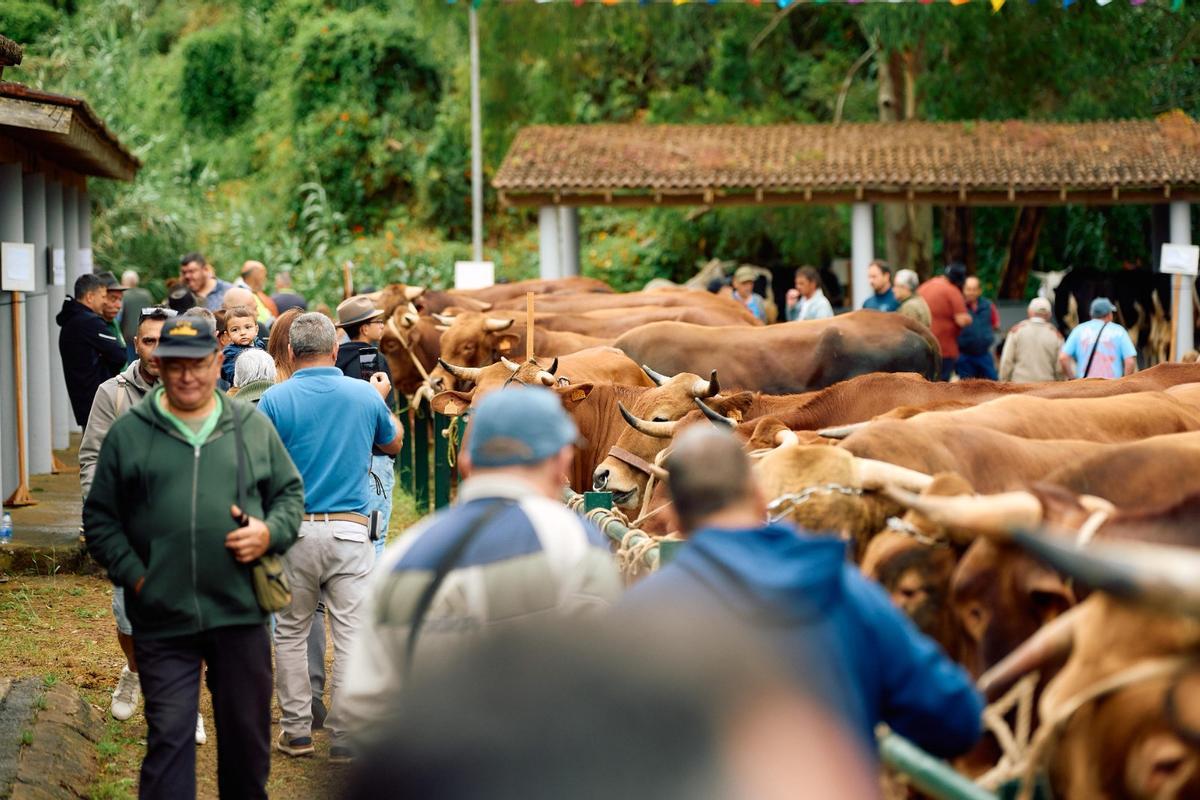 Fiestas San Antonio Moya, 2026