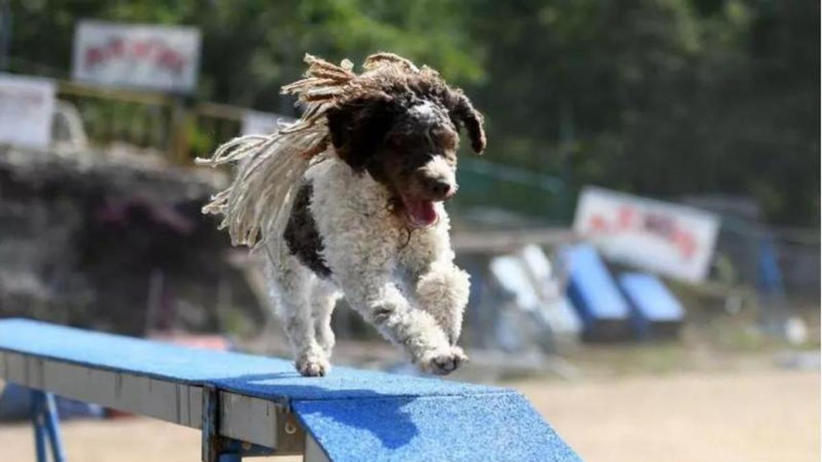 Un perro realizando un entrenamiento agility en un parque canino.