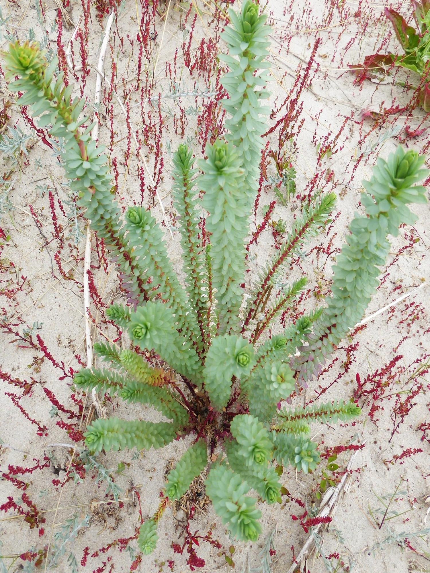 Euphorbia en la duna de Santa Cristina en medio de rumex.