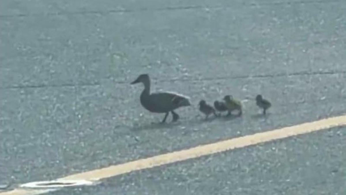 Una familia de patitos cruza una pista en el Aeropuerto de Barcelona
