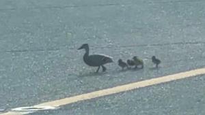 Una familia de patitos cruza una pista en el Aeropuerto de Barcelona