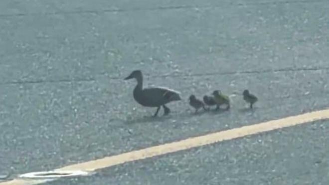 Vídeo  Una madre pato y sus crías cruzan una pista del aeropuerto de Barcelona y obligan a un avión a detener sus maniobras
