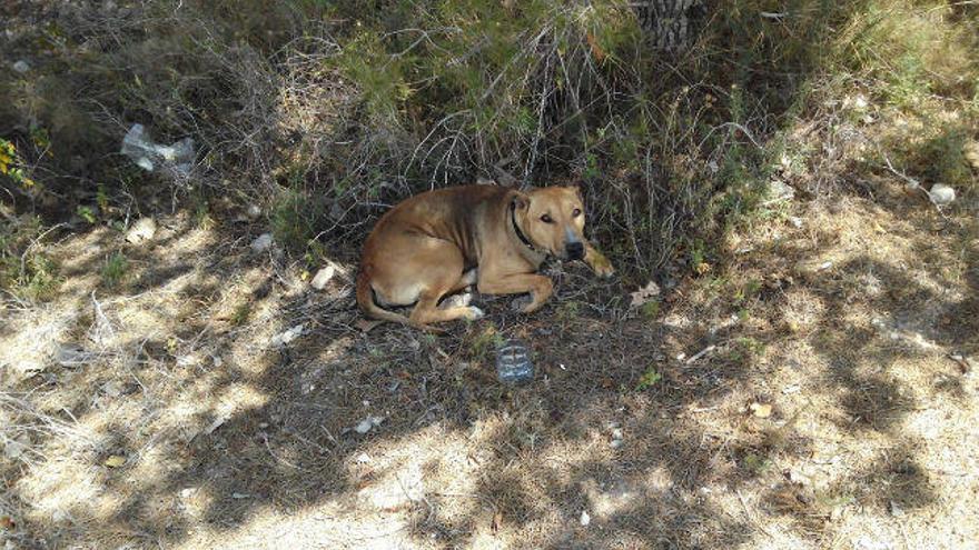 La perra abandonada atada a un árbol en Calp