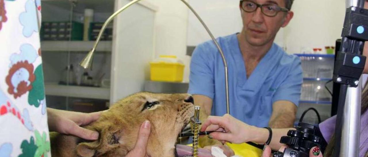 El veterinario llanisco Luis Bernardo, durante la prueba que se le practicó al león en abril.