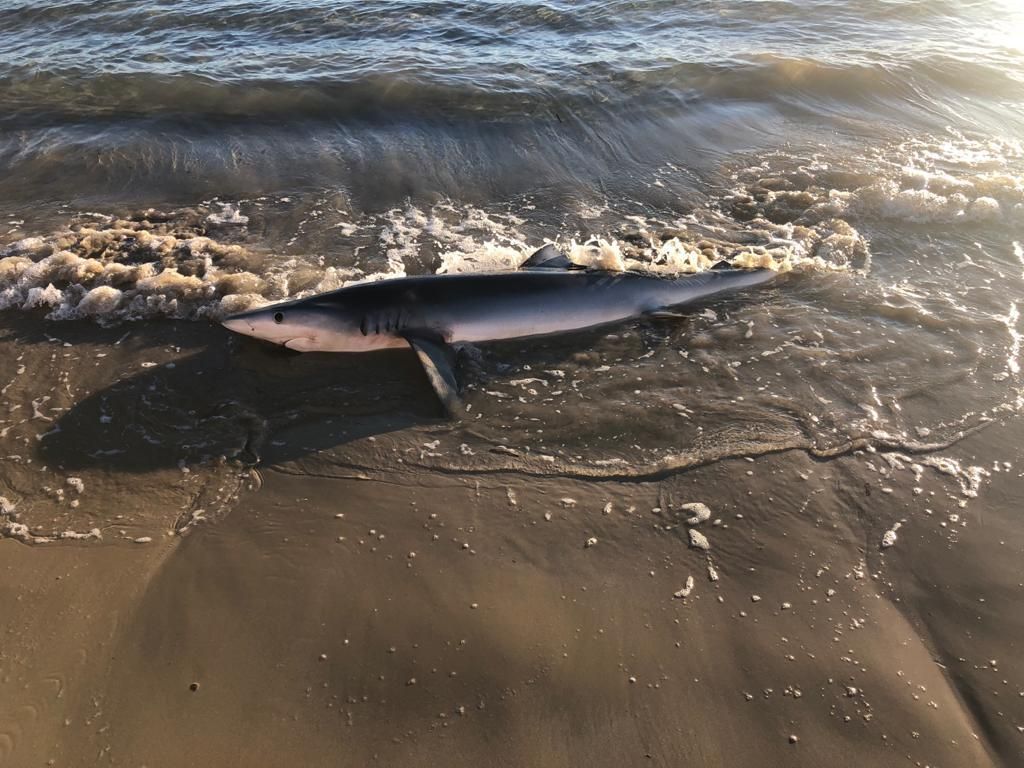 Aparece un tiburón varado en la playa de San Juan