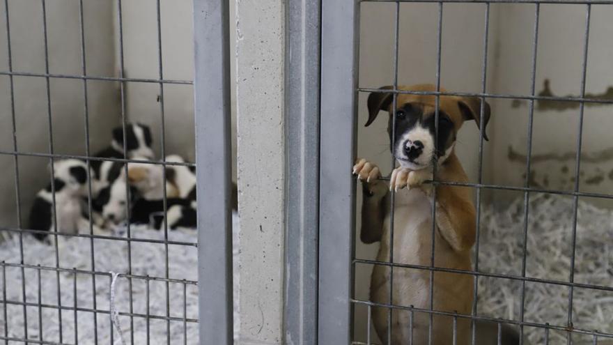 Sadeco lleva recogidos este año cerca de 700 perros y gatos abandonados -  Diario Córdoba