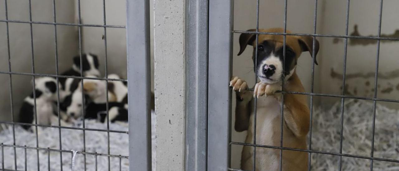 Cachorros en el centro de Salud y Bienestar Animal (SBA) de Sadeco.