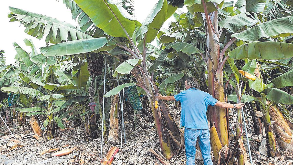 Un agricultor trabaja en su finca de plátanos.