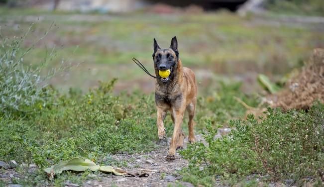 Reportaje a la Unidad Canina de la Policia ...