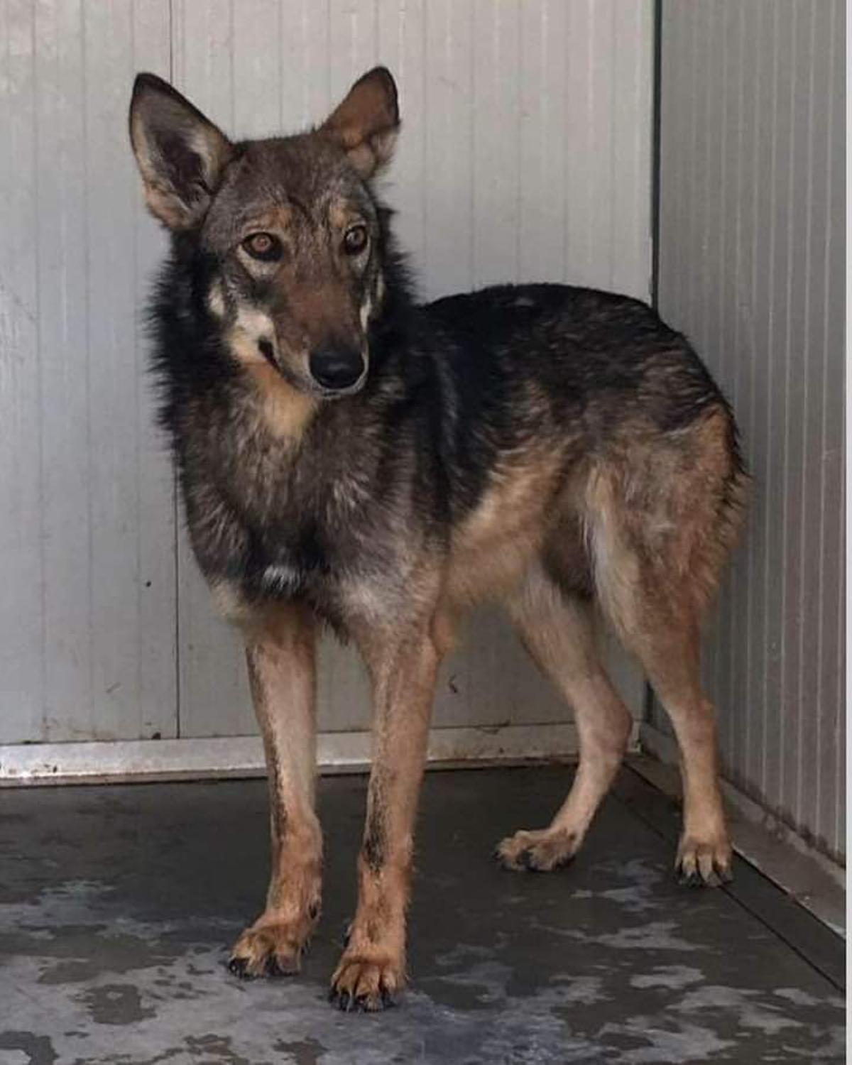 Un ejemplar de cruce entre lobo y perro recuperado en Italia